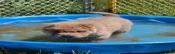 Shar Pei dogs for sale: Roman - Ad 17