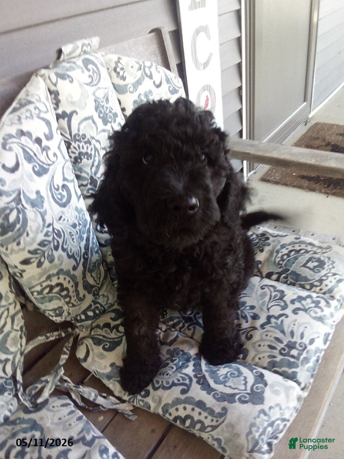 Goldendoodle dogs Buddy - Ad 2