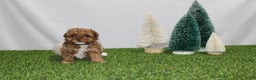 Toy Poodle dogs for sale: Asher - Ad 5
