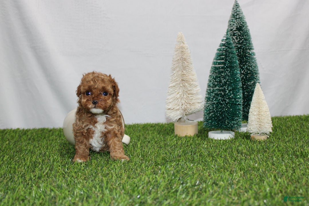 Toy Poodle dogs for sale: Asher - Ad 5