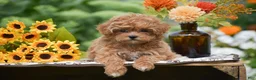 Toy Poodle dogs for sale: Raven - Ad 3