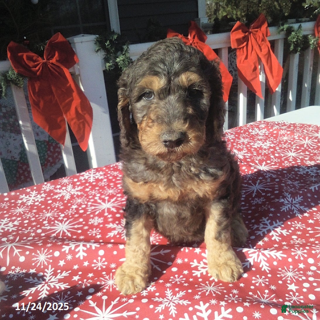 Goldendoodle dogs Meggie - Merle - Ad 10
