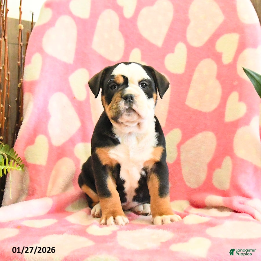 Olde English Bulldogge dogs Bella   - Ad 2