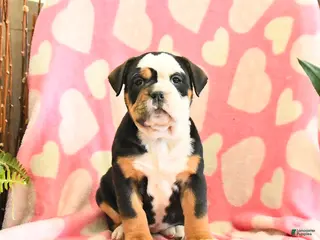 Olde English Bulldogge dogs Bella - Ad 2