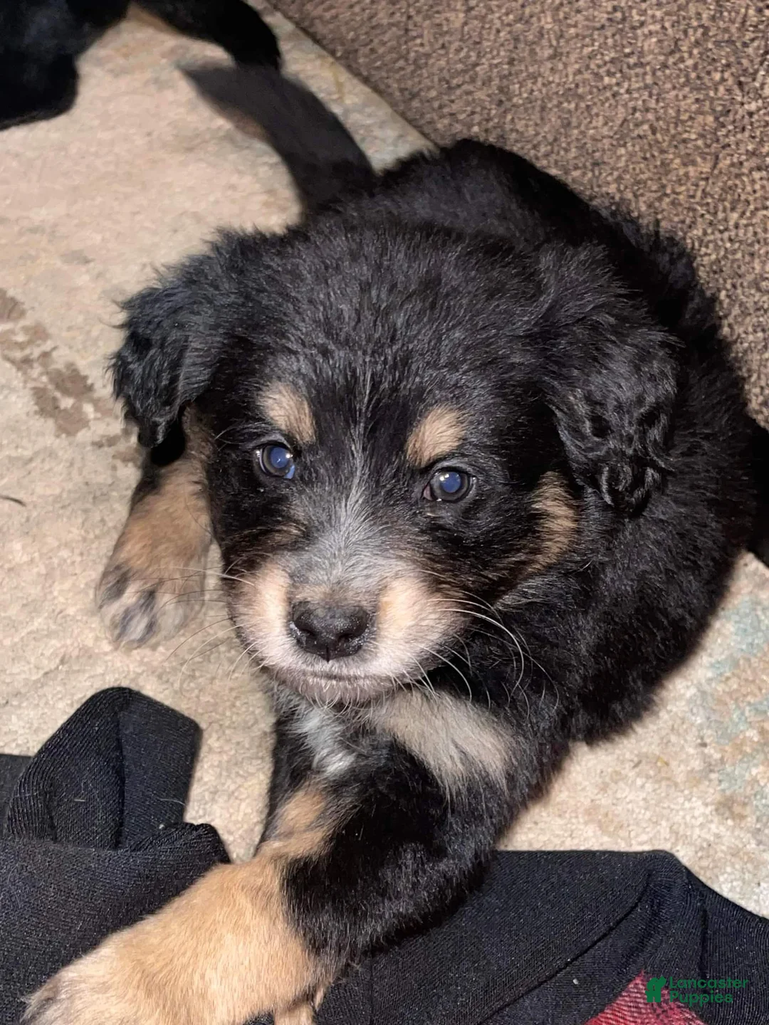 Gallery Image {{count}}