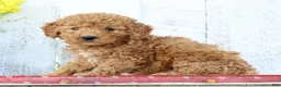 Mini Goldendoodle dogs for sale: Kelsey - Ad 4