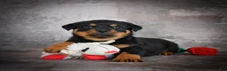 Rottweiler dogs for sale: Lincoln - Ad 4