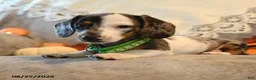 Dachshund dogs for sale: Pepper - Ad 4