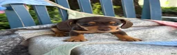 Miniature Dachshund dogs for sale: Tinkerbelle - Ad 8