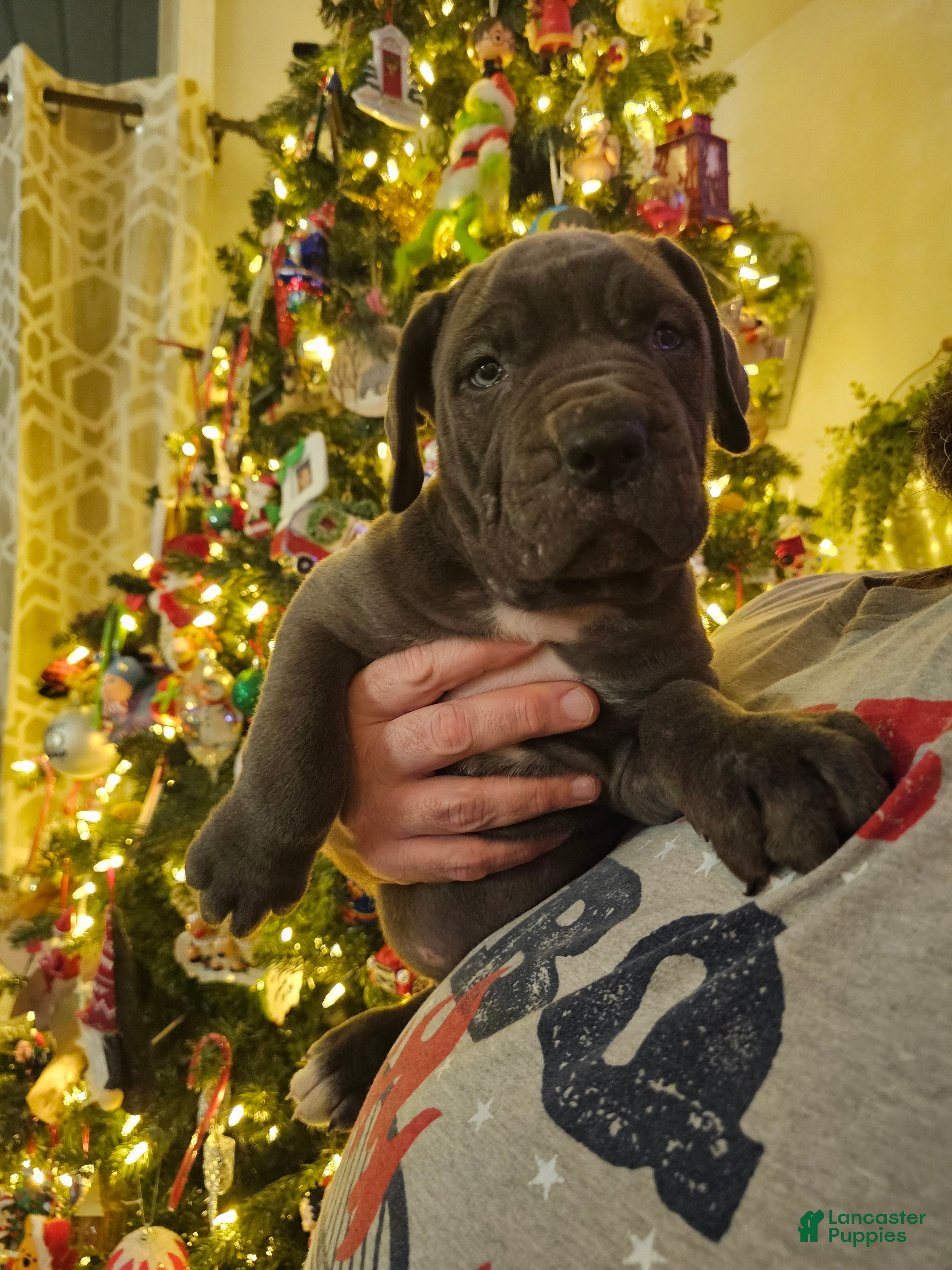 Cane Corso dogs Scarlett - Ad 6