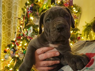 Cane Corso dogs Scarlett - Ad 34