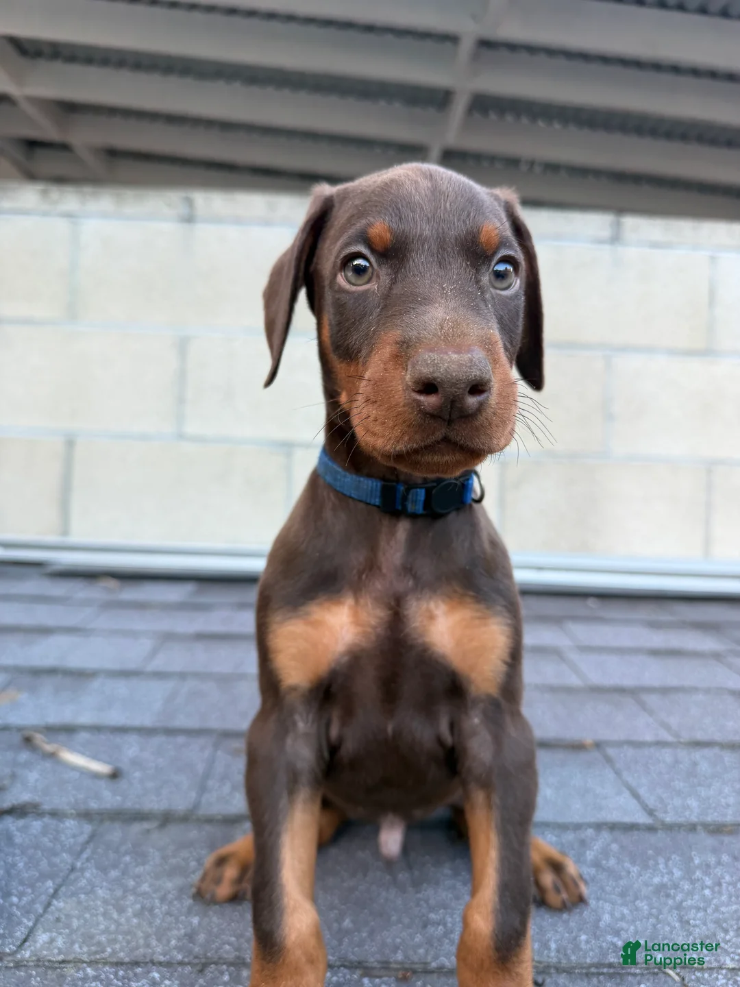 Doberman Pinscher dogs for sale: Doberman Pinscher Puppy 2 - Ad 1