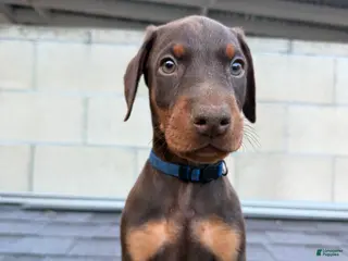 Doberman Pinscher dogs Doberman Pinscher Puppy 2 - Ad 6