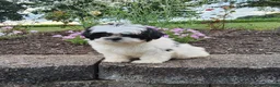 Shih Tzu dogs for sale: Teddy - Ad 11