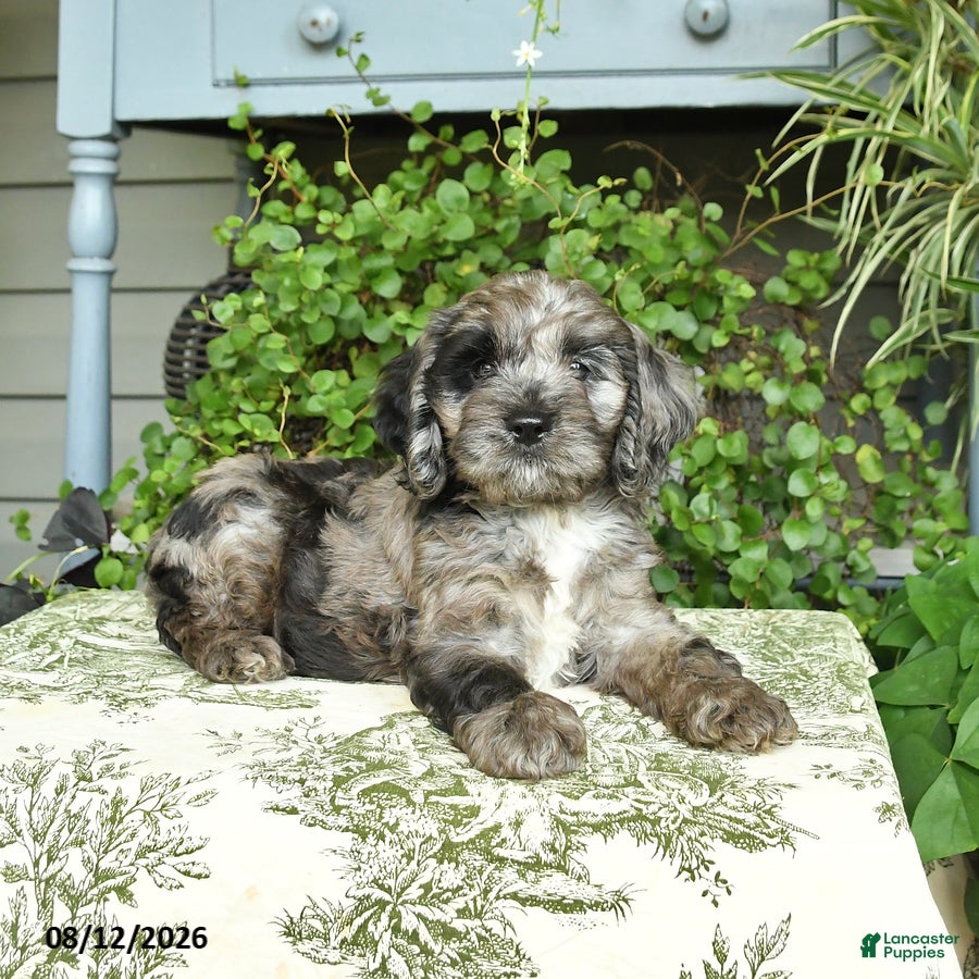 Cockapoo dogs Buster - Ad 2