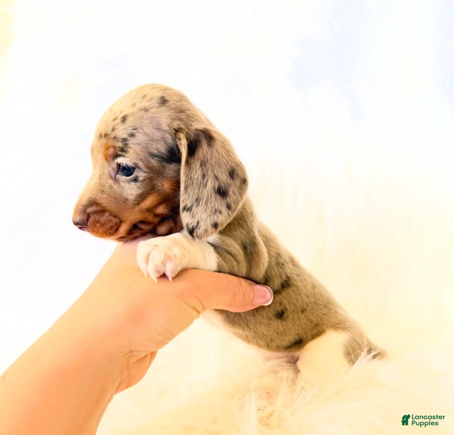 Miniature Dachshund dogs AKC Belle  - Ad 16