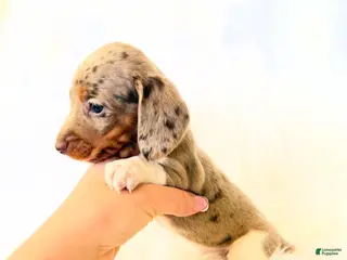 Miniature Dachshund dogs AKC Belle - Ad 8