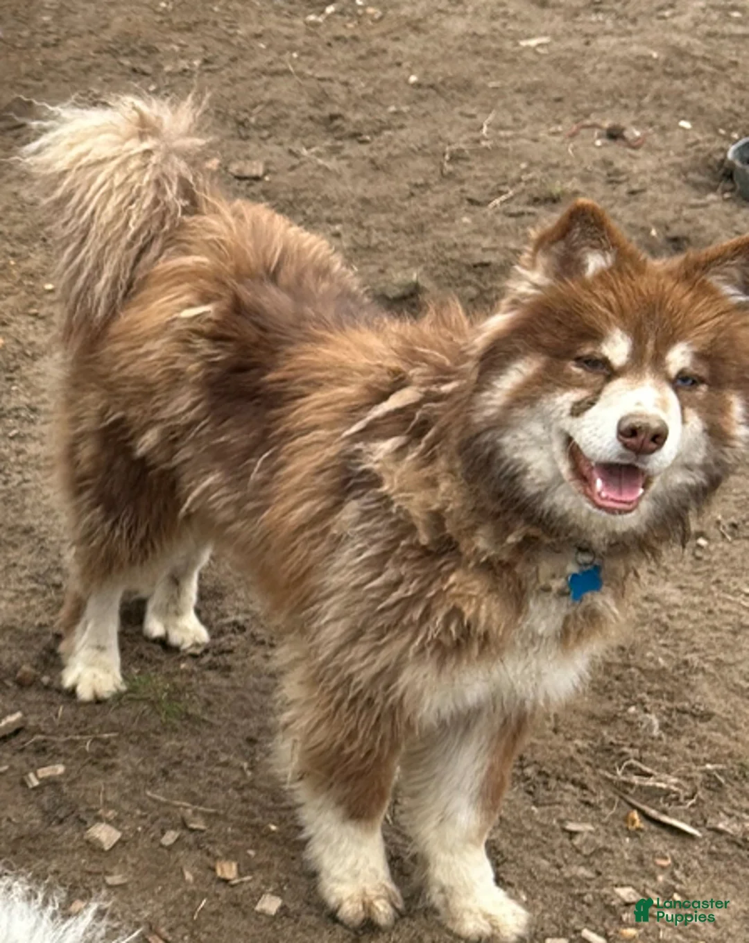 Pomsky dogs for sale: Bear - Ad 1