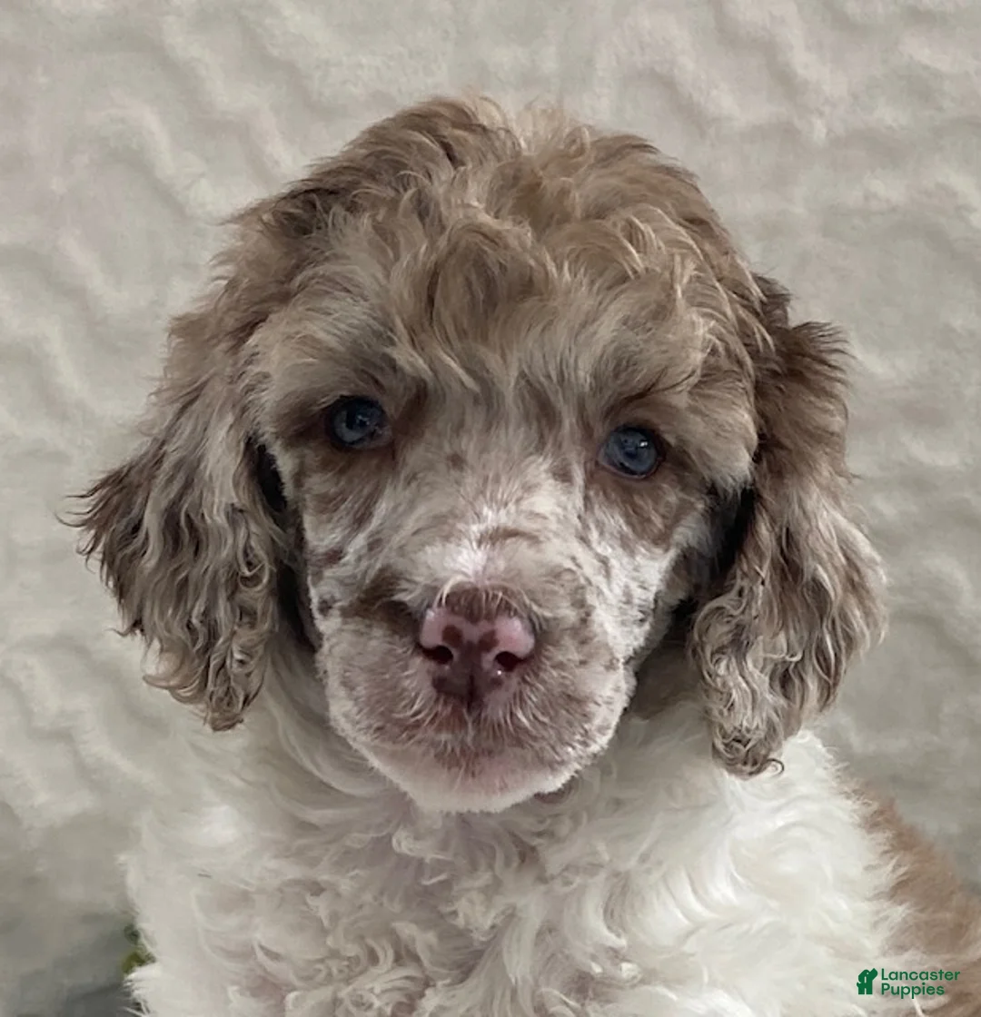 Standard Poodle dogs for sale: Kimber- genetic clear - Ad 3