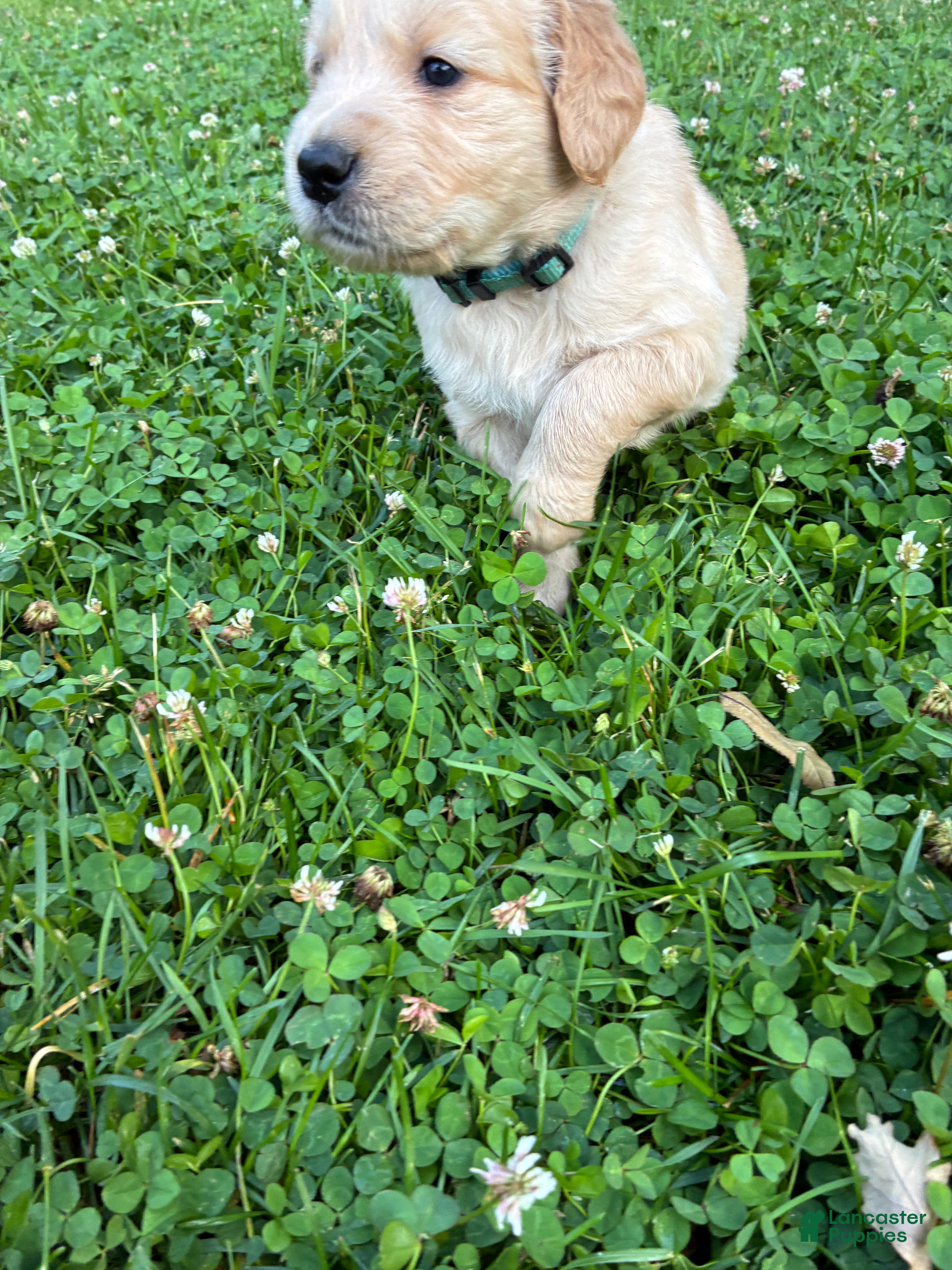 Golden Retriever dogs 8# Iceman - Ad 2