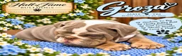 English Bulldog dogs for sale: GROZA - Ad 3