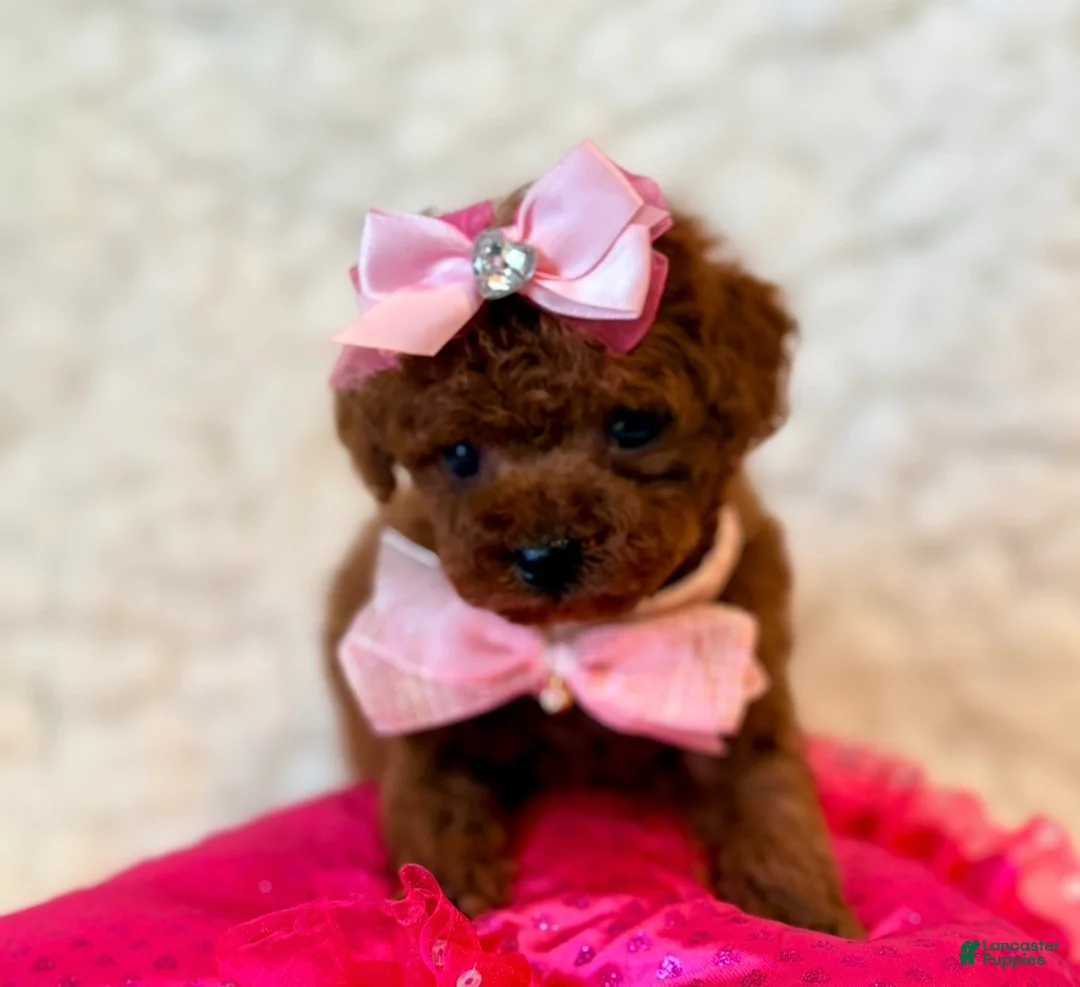 Toy Poodle dogs for sale: Summer tiny toy deep red - Ad 5