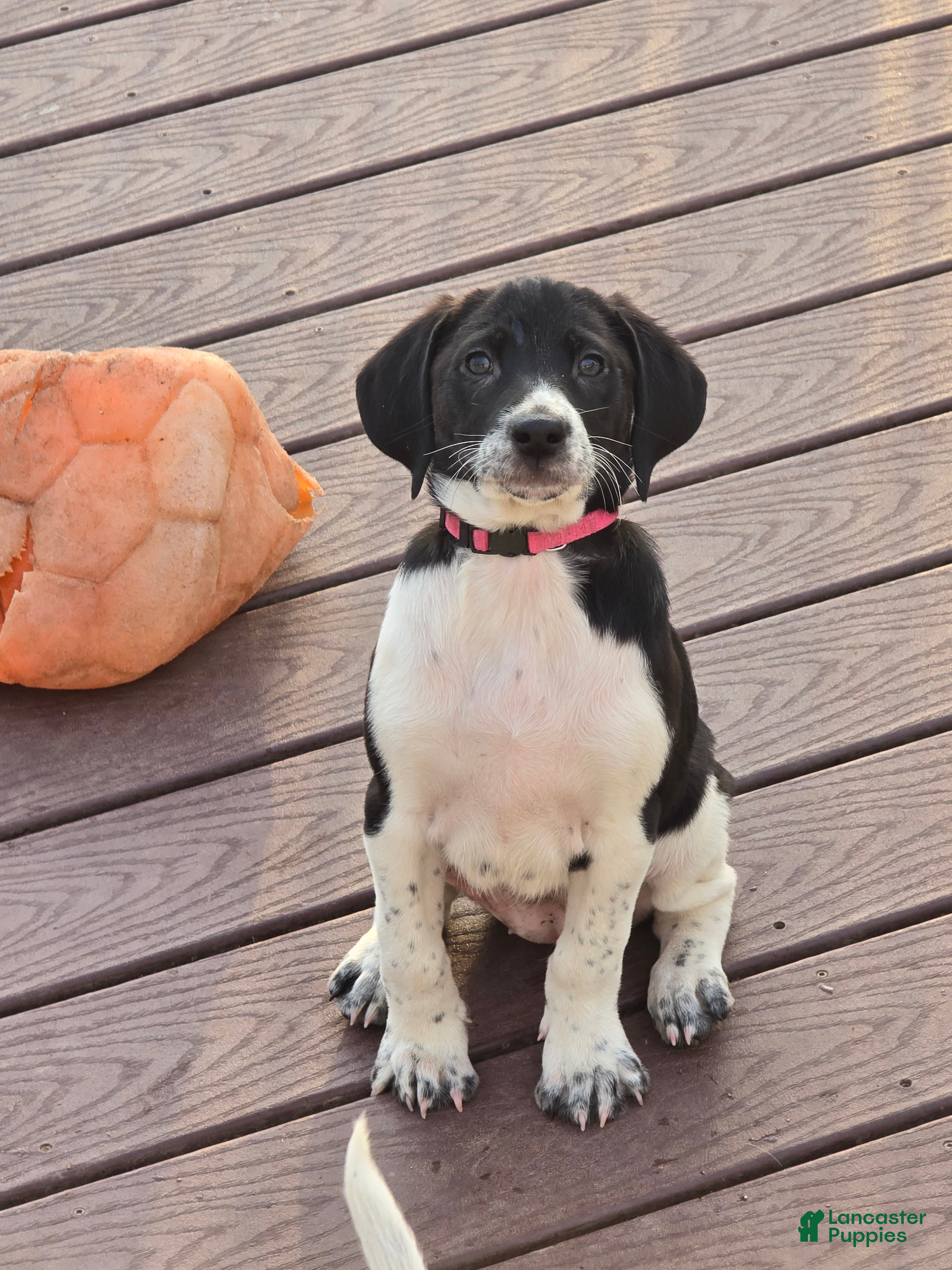 Other breed dogs Houdini - Ad 3