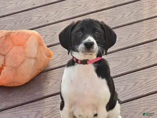 Other breed dogs Houdini - Ad 3