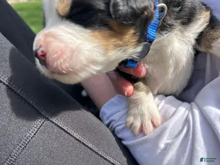 Bernese Mountain Dog dogs Bernese Mountain Dog Puppy 14 - Ad 39