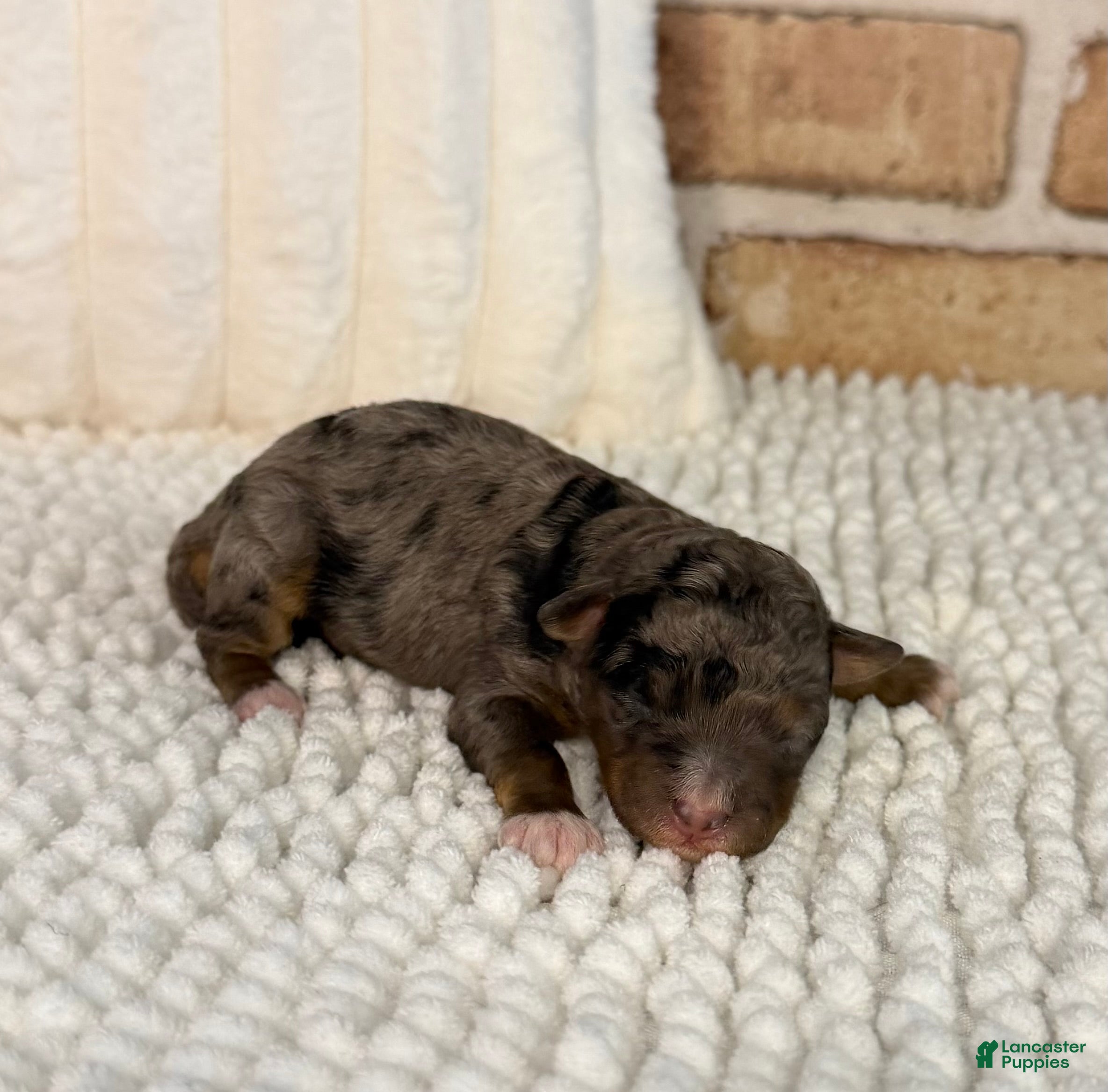 Mini Aussiedoodle dogs Tipsy - Ad 41