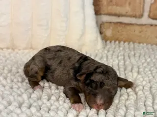 Mini Aussiedoodle dogs for sale: Tipsy - Ad 2