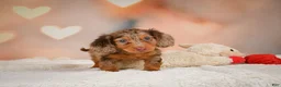 Miniature Dachshund dogs for sale: Romeo - Ad 3