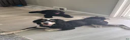Bernedoodle dogs for sale: Indiana Jones - Ad 6