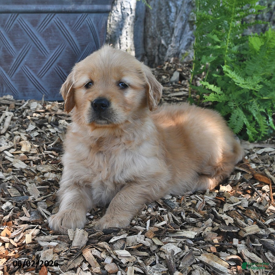 Golden Retriever dogs Charlotte - Ad 2