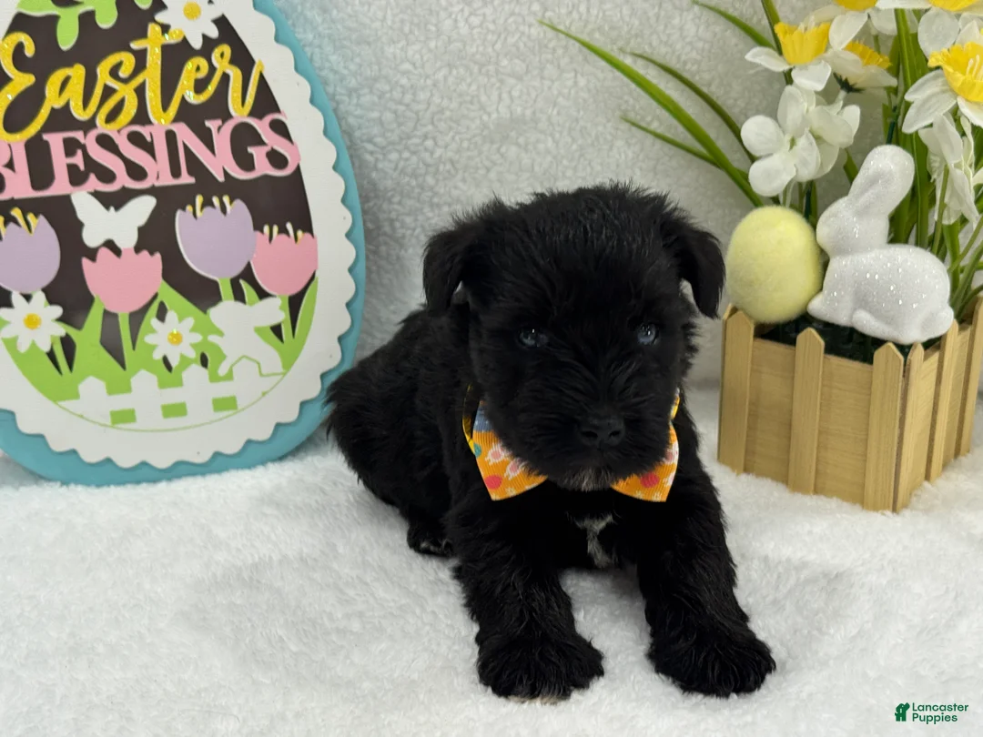 Miniature Schnauzer dogs for sale: Bleu Male 2 Blue Eyes - Ad 2