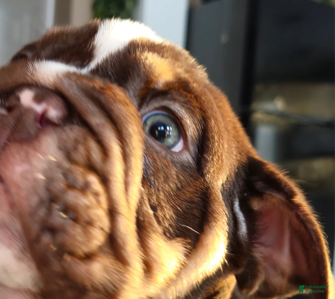 English Bulldog dogs for sale: English Bulldog Puppy 1 - Ad 3