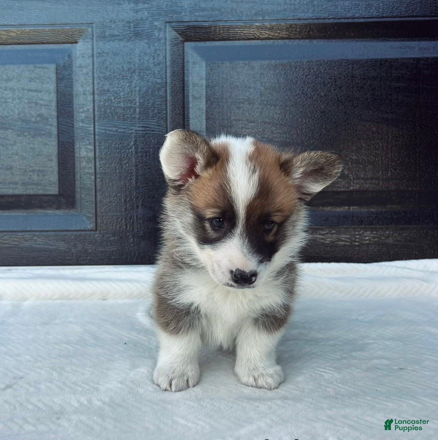 Welsh Corgi Pembroke dogs Johnny Welsh Corgi Pembroke Puppy  - Ad 2