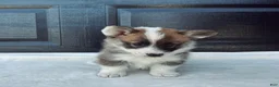 Welsh Corgi Pembroke dogs for sale: Johnny Welsh Corgi Pembroke Puppy  - Ad 2