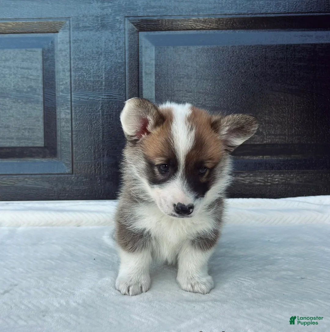 Welsh Corgi Pembroke dogs for sale: Johnny Welsh Corgi Pembroke Puppy  - Ad 2