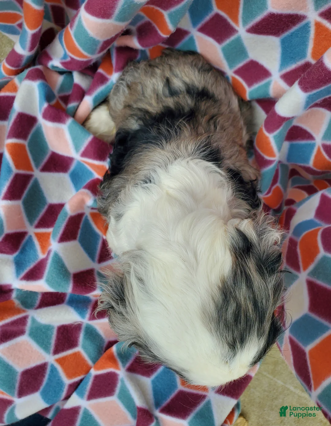 Cocker Spaniel dogs for sale: Faye - Ad 7