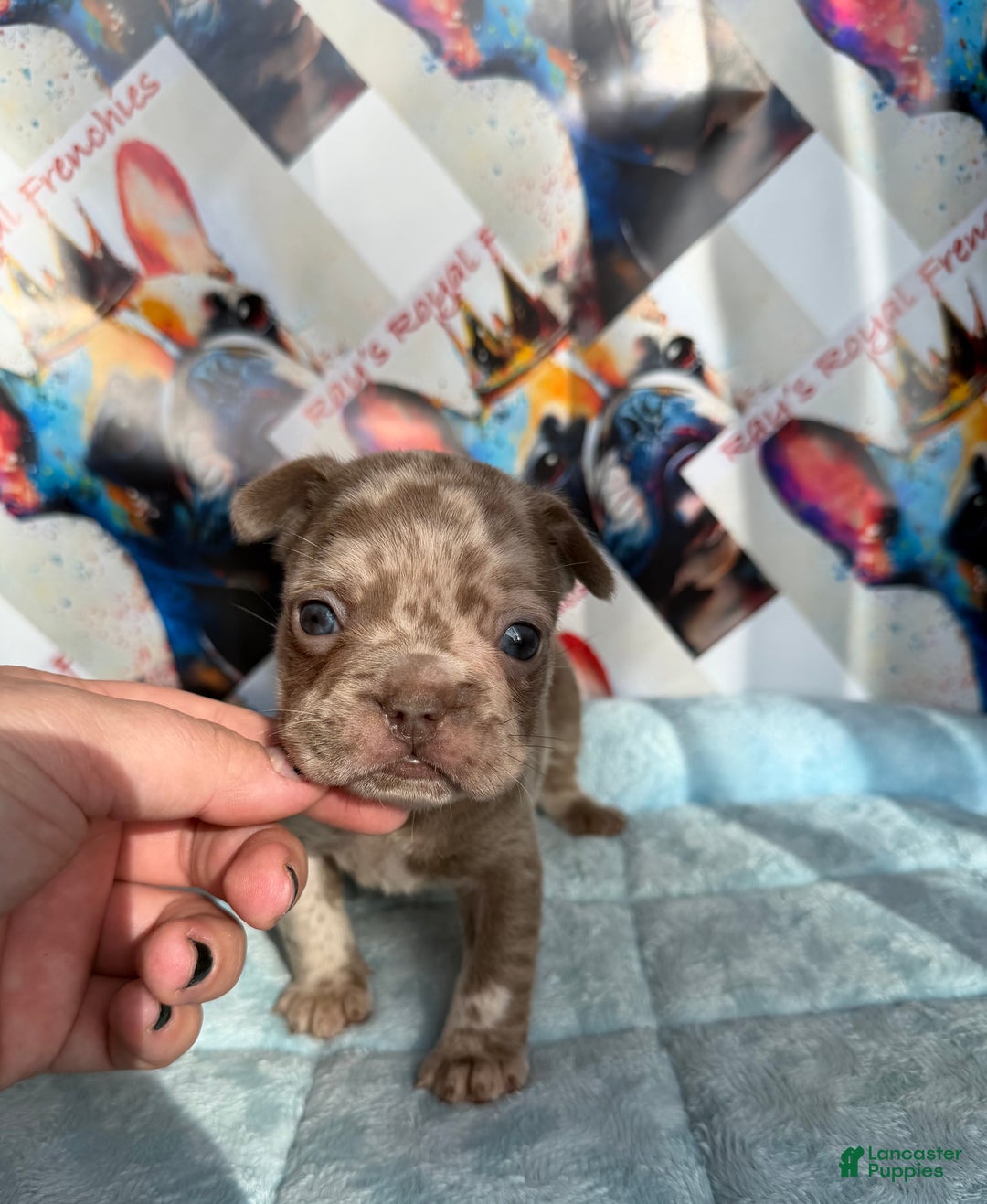 French Bulldog dogs for sale: Boo - Ad 4