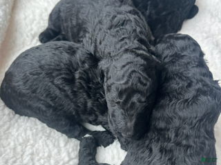 Standard Poodle dogs Noli - Ad 39