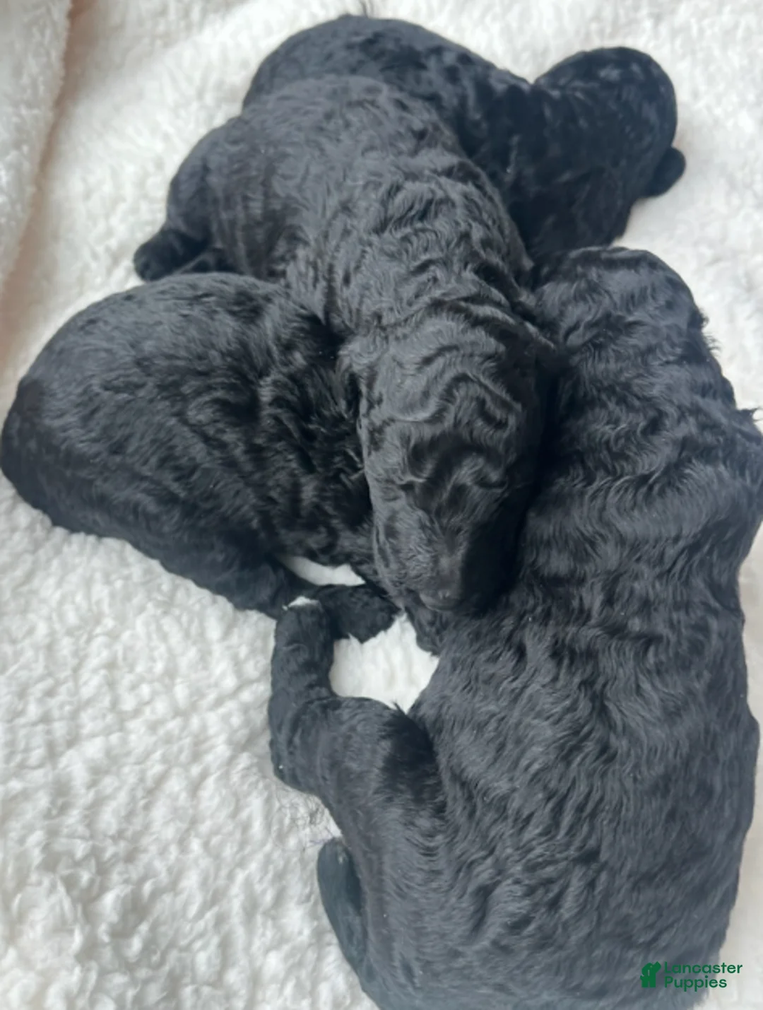 Standard Poodle dogs for sale: Noli - Ad 1