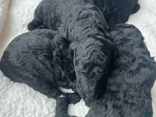 Standard Poodle dogs Noli - Ad 24