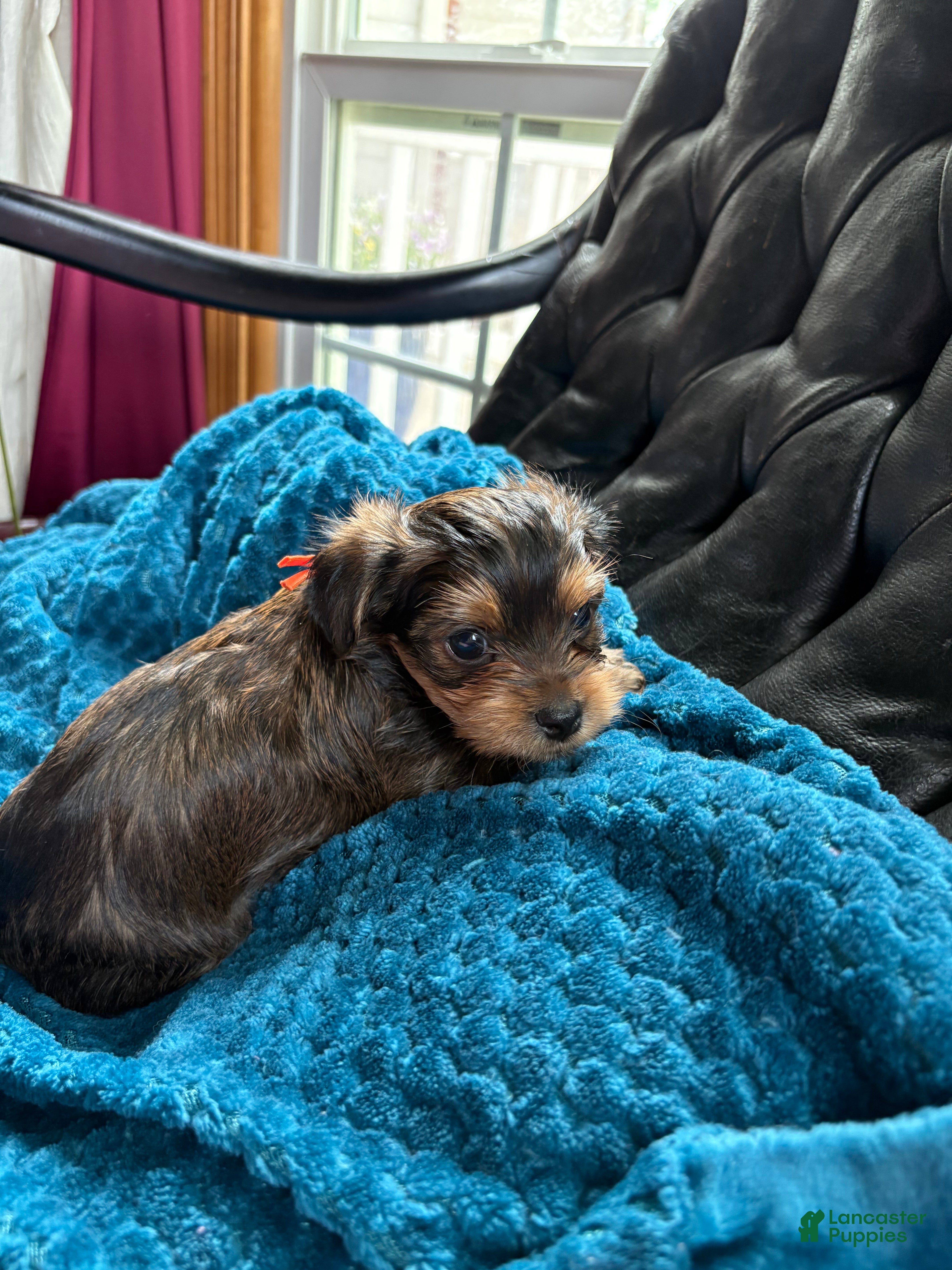 Yorkshire Terrier dogs for sale: Yorkshire Terrier Puppy 1 - Ad 3