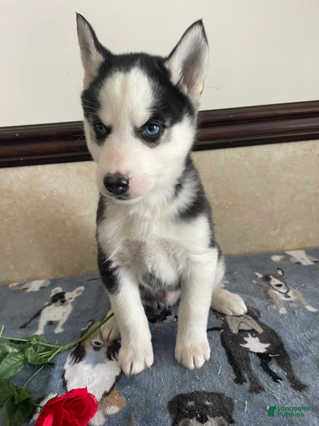 Pomsky dogs for sale: Gunther - Ad 4