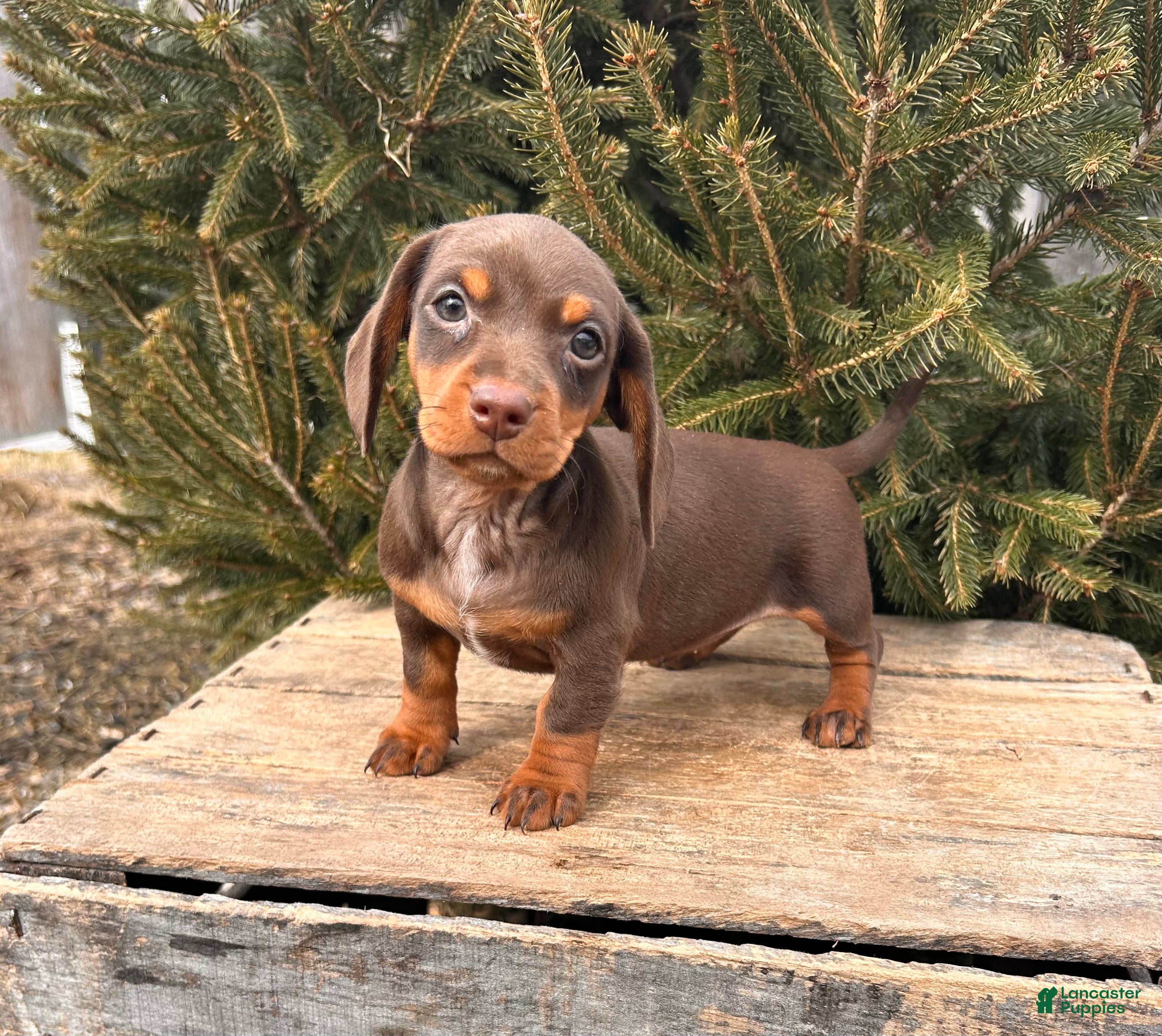 Miniature Dachshund dogs Clover - Ad 1