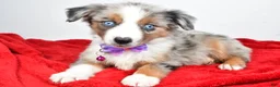 Miniature Australian Shepherd dogs for sale: Joshua - Ad 4