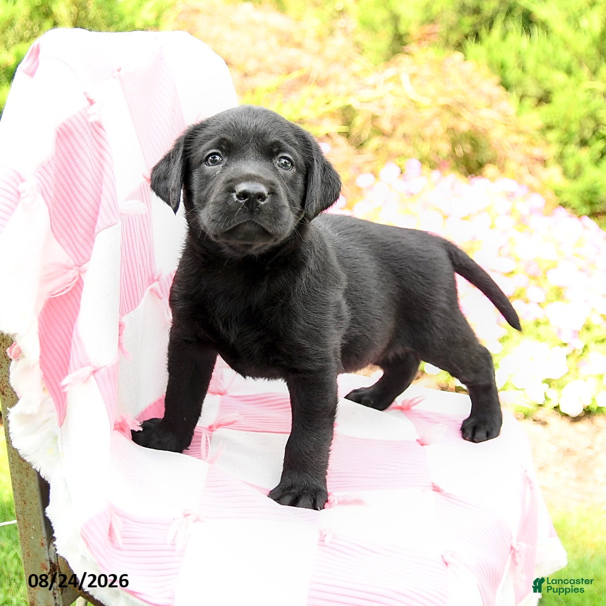 Labrador Retriever dogs Grayson - Ad 1