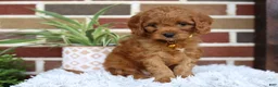 Cavapoo dogs for sale: Skye - Ad 2